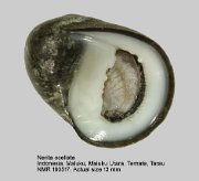 Nerita ocellata (2)